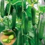 Dưa leo trồng tự nhiên